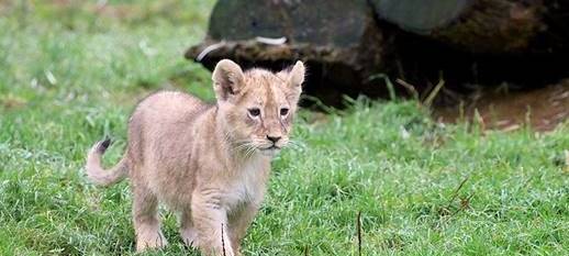 Löwennachwuchs erkundet Außenanlage