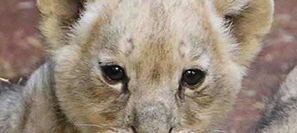 Löwennachwuchs erkundet Außenanlage