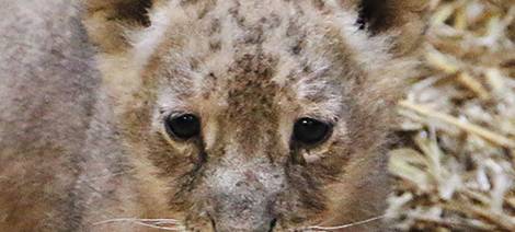 Löwennachwuchs erkundet Außenanlage