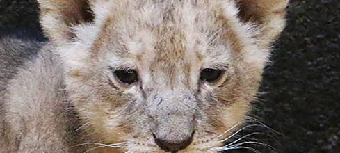 Löwennachwuchs erkundet Außenanlage