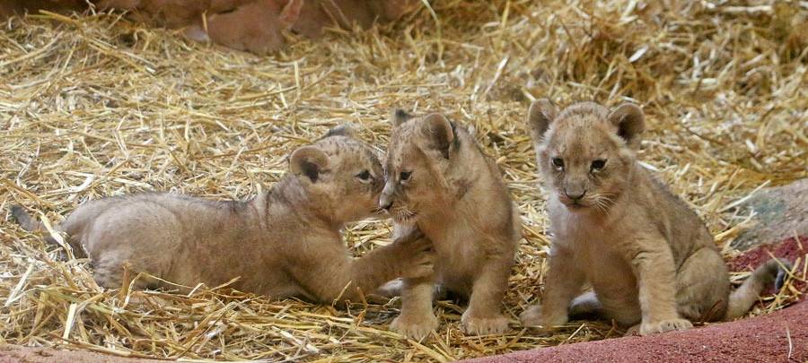 Löwenbabys in der Zoom Erlebniswelt