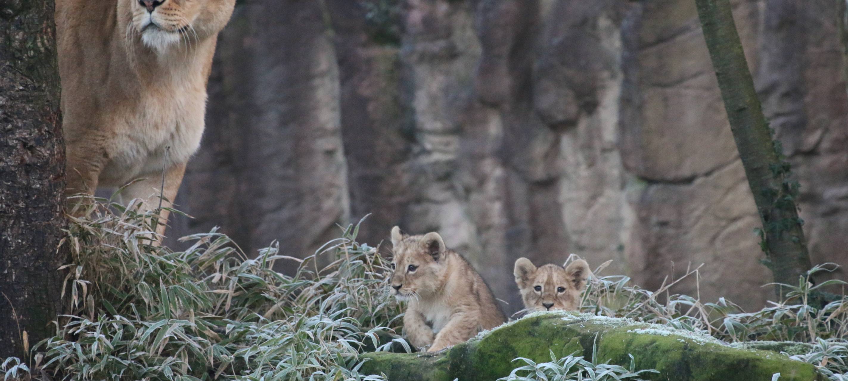 Löwenfamilie in der Zoom Erlebniswelt vereint