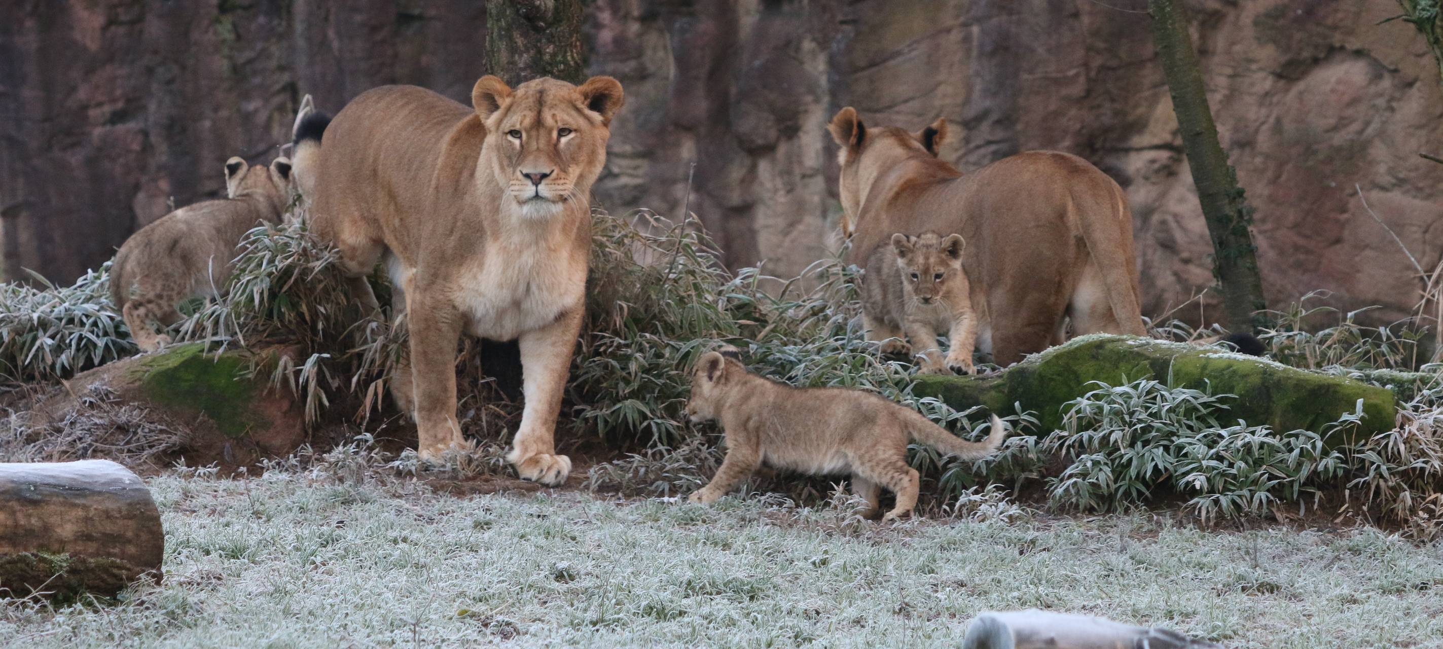 Löwenfamilie in der Zoom Erlebniswelt vereint