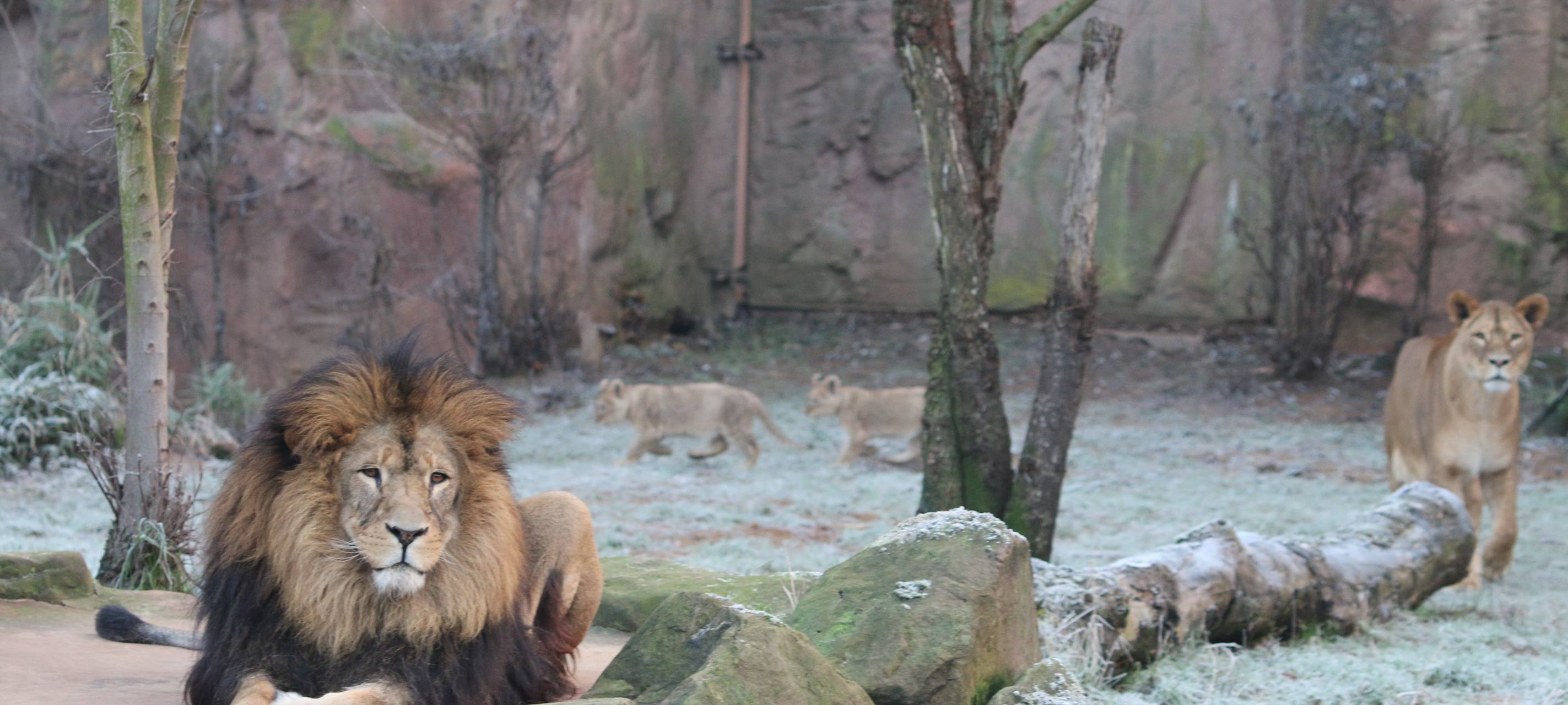 Löwenfamilie in der Zoom Erlebniswelt vereint