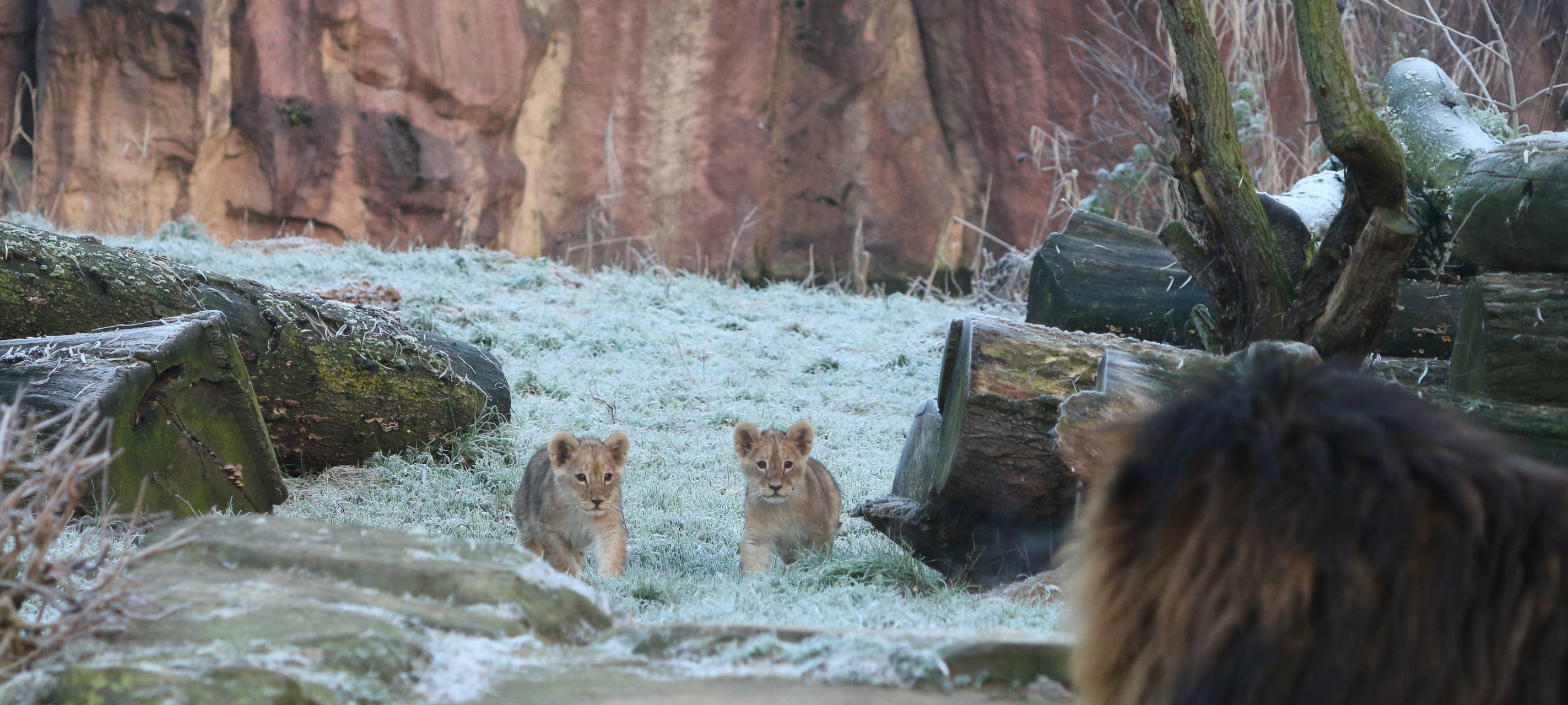 Löwenfamilie in der Zoom Erlebniswelt vereint