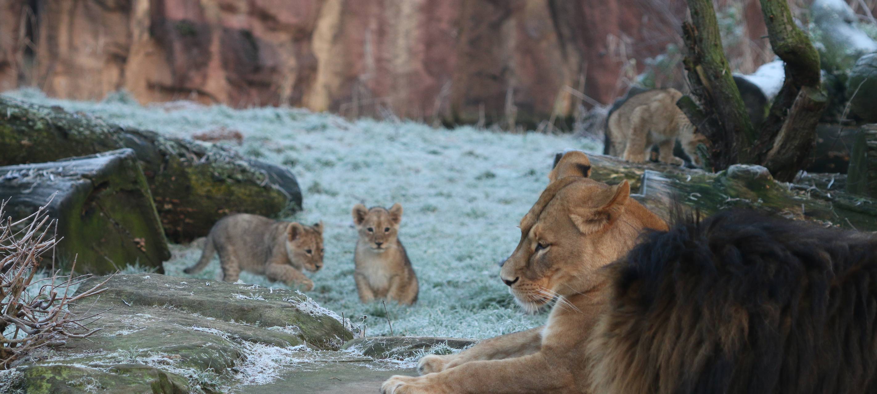 Löwenfamilie in der Zoom Erlebniswelt vereint