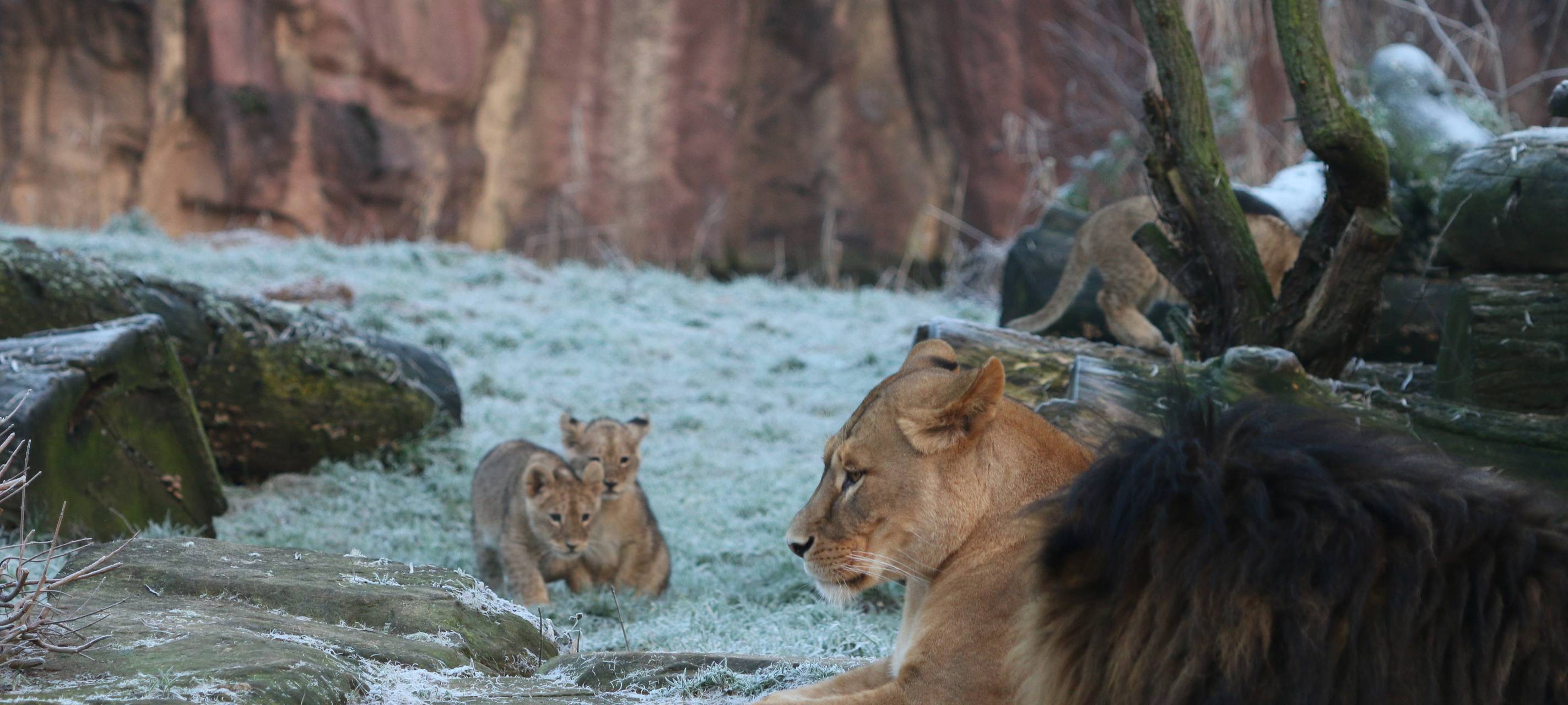 Löwenfamilie in der Zoom Erlebniswelt vereint