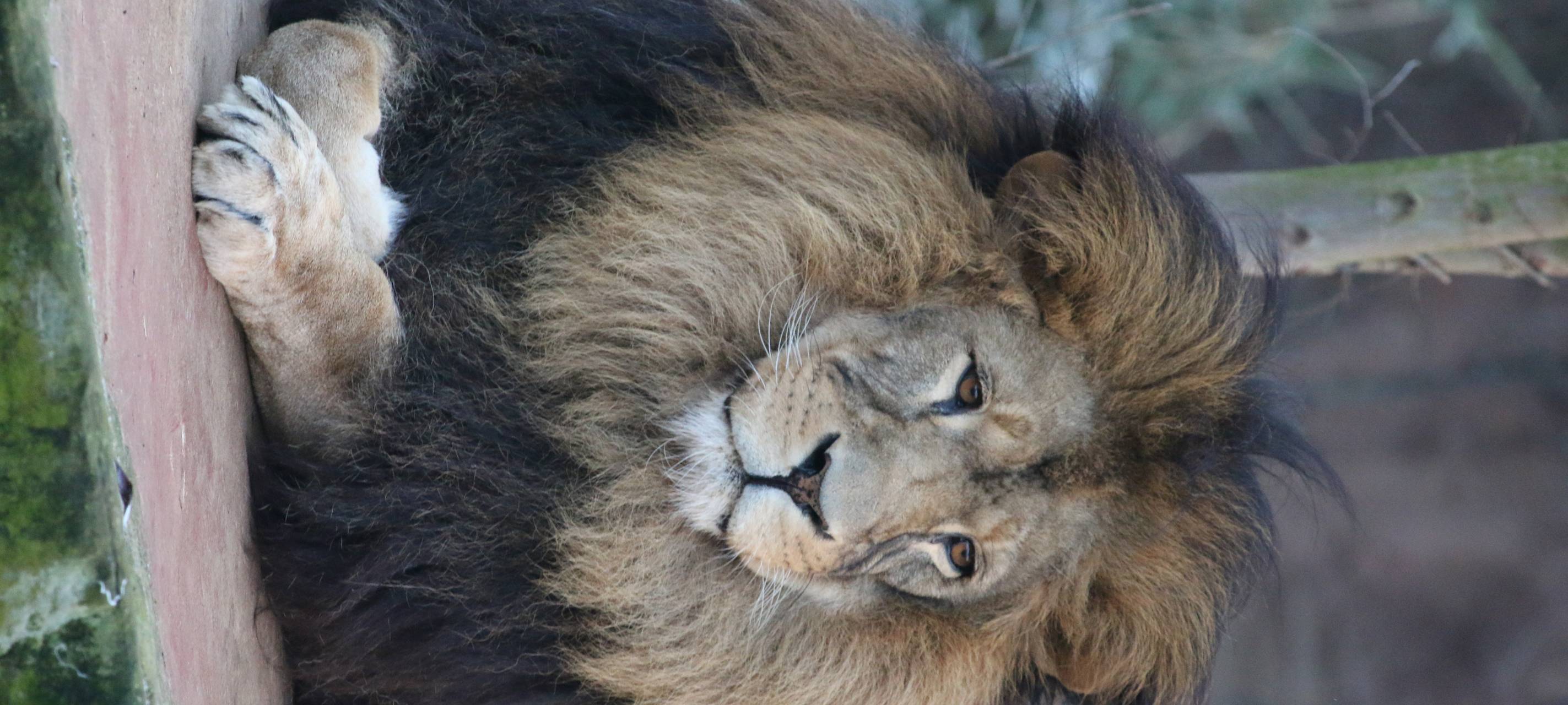 Löwenfamilie in der Zoom Erlebniswelt vereint