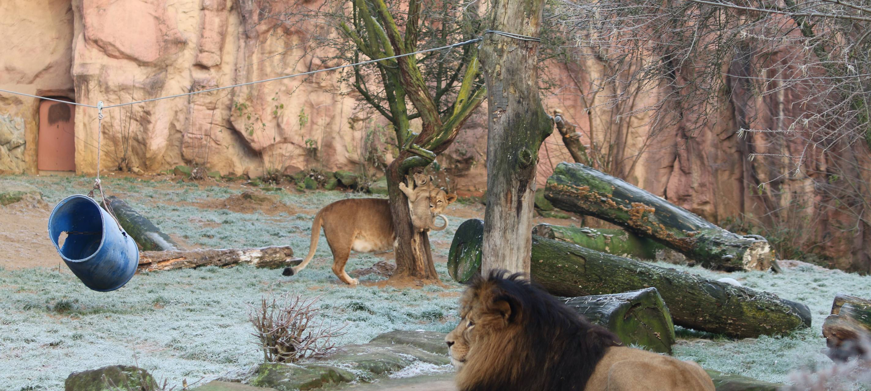 Löwenfamilie in der Zoom Erlebniswelt vereint