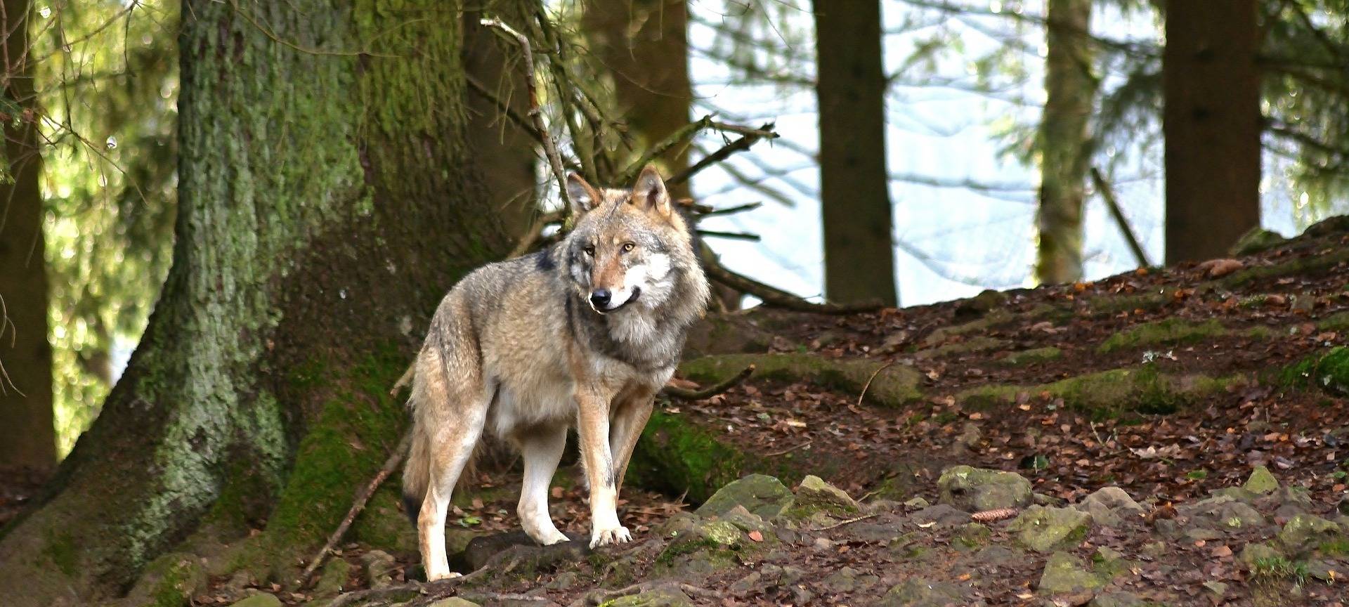 Ein Wolf im Wald