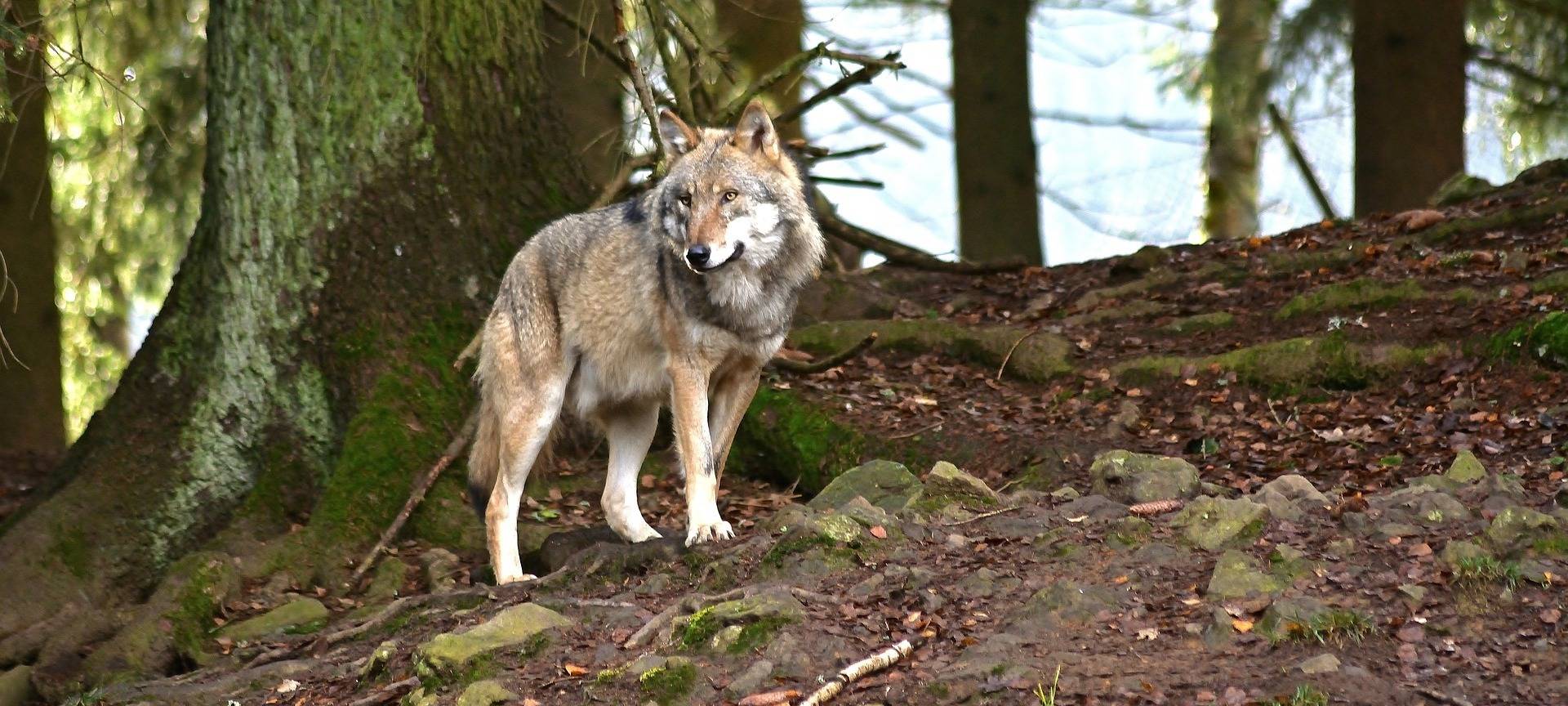 Ein Wolf im Wald