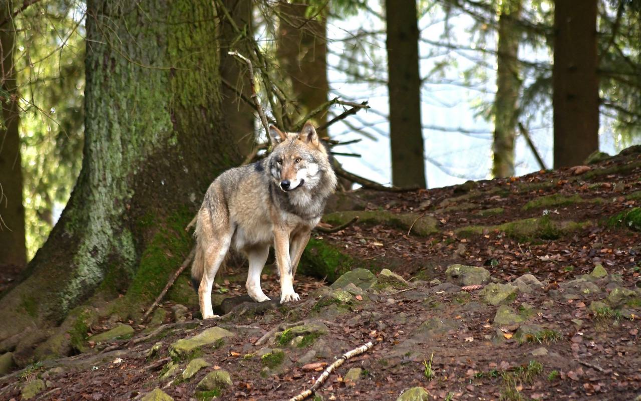 Ein Wolf im Wald