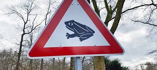 Gladbecker tragen Kröten über die Straße