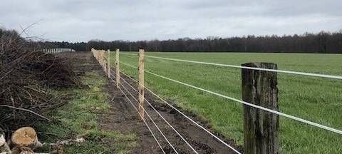 Stromzaun soll Tiere vor Wölfen schützen