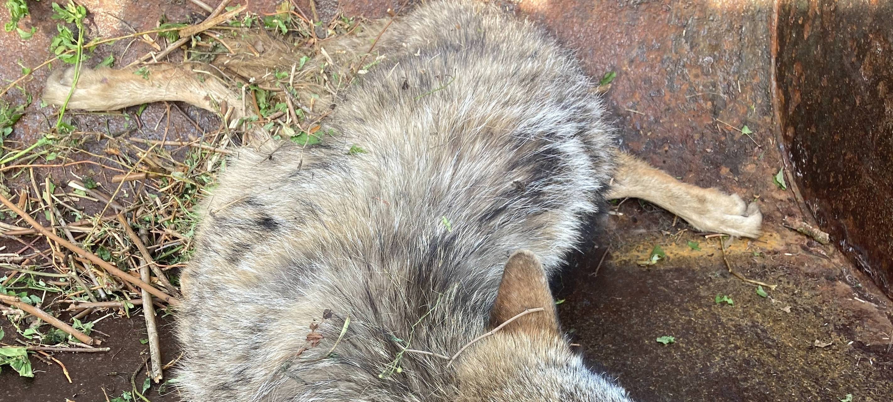 Das überfahrene Tier auf der A2/A31 im Dreieck Bottrop