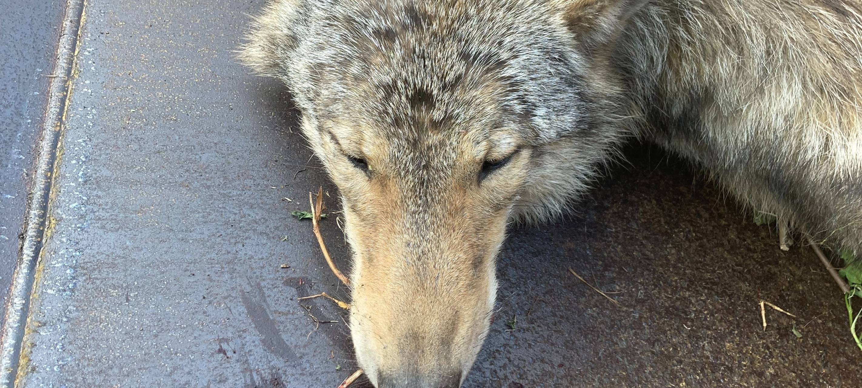 Das überfahrene Tier auf der A2/A31 im Dreieck Bottrop