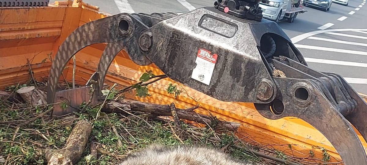 Das überfahrene Tier auf der A2/A31 im Dreieck Bottrop