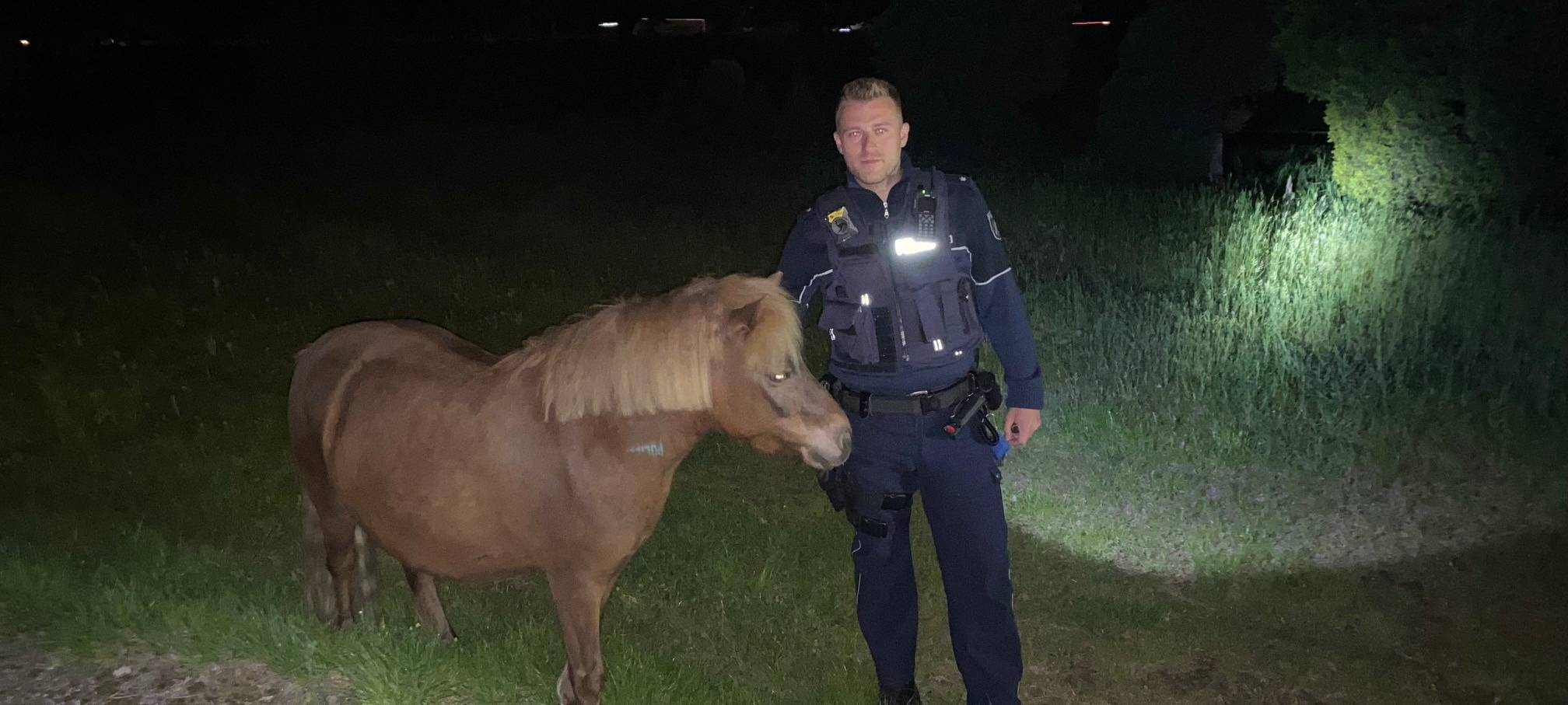 Pony aus Gladbeck schon wieder auf B224 unterwegs