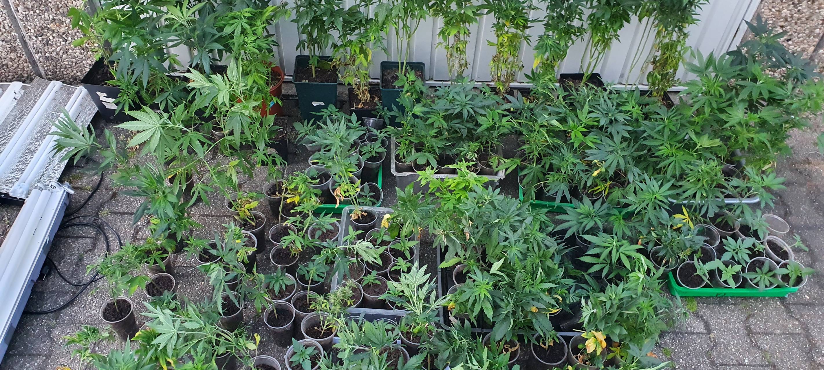 Polizei findet 173 Cannabis-Pflanzen in Wohnung