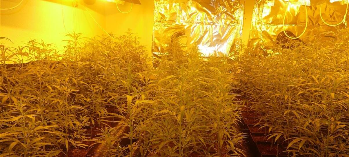 Cannabis-Plantage in der Gelsenkirchener Neustadt