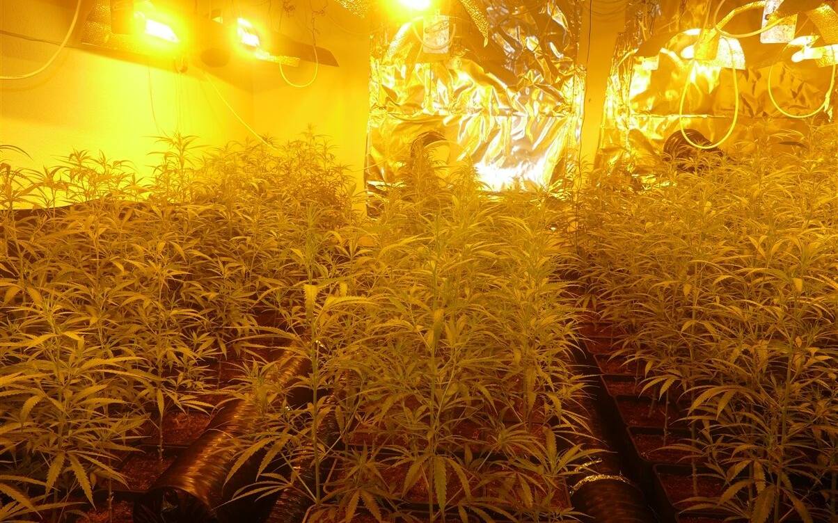 Cannabis-Plantage in der Gelsenkirchener Neustadt