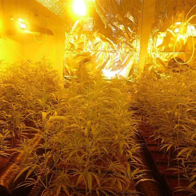 Cannabis-Plantage in der Gelsenkirchener Neustadt