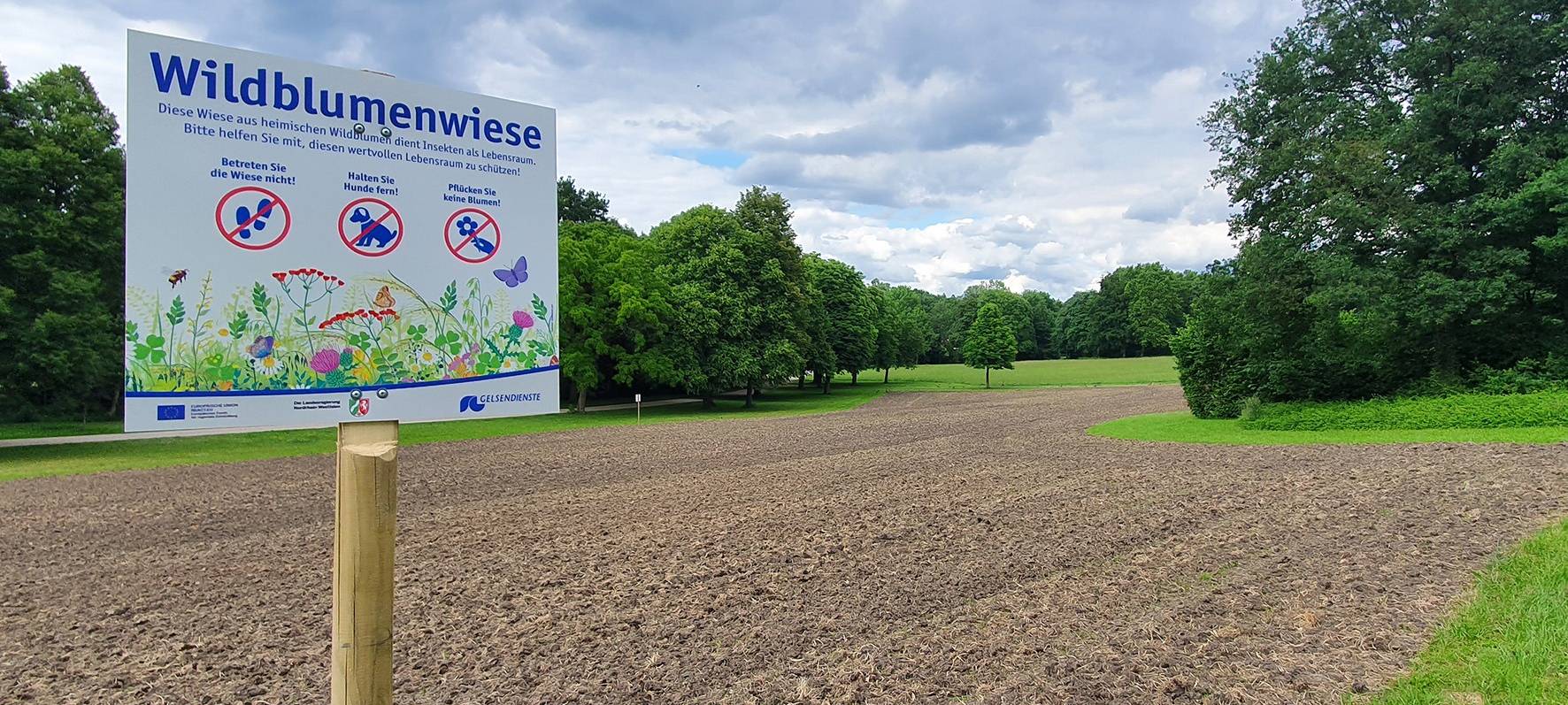 Neue Wildblumenwiese in Gelsenkirchen