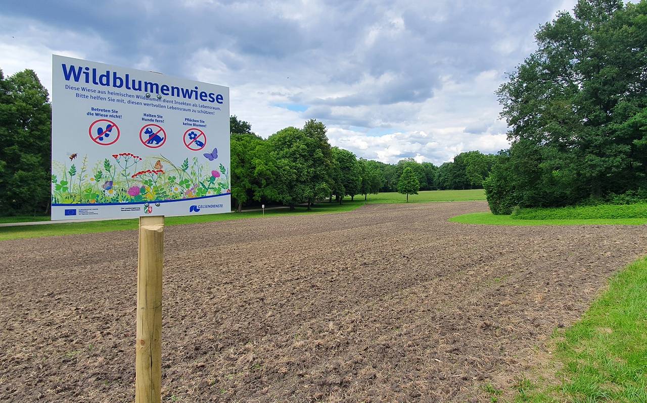 Neue Wildblumenwiese in Gelsenkirchen
