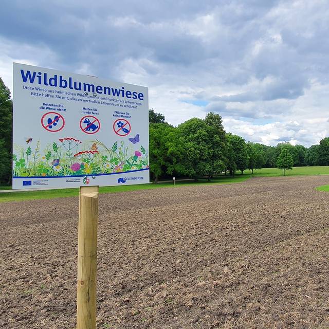 Neue Wildblumenwiese in Gelsenkirchen