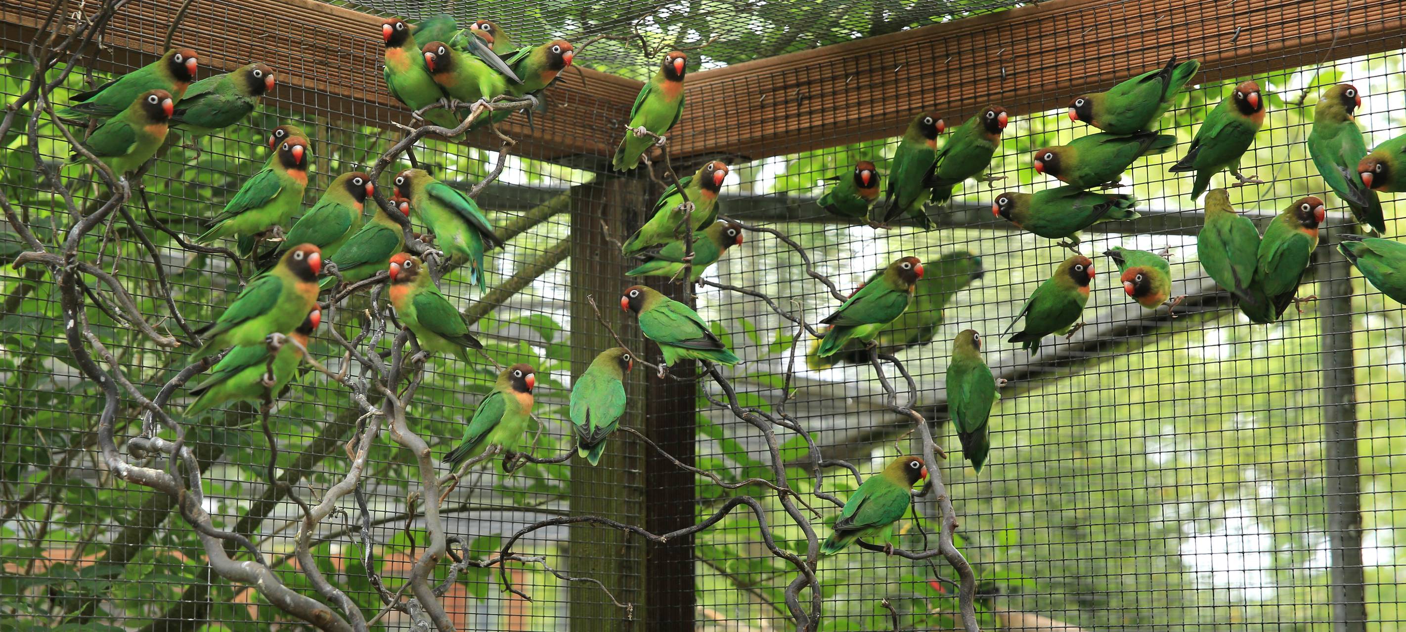 Vogelinsel in Wittringen öffnet wieder