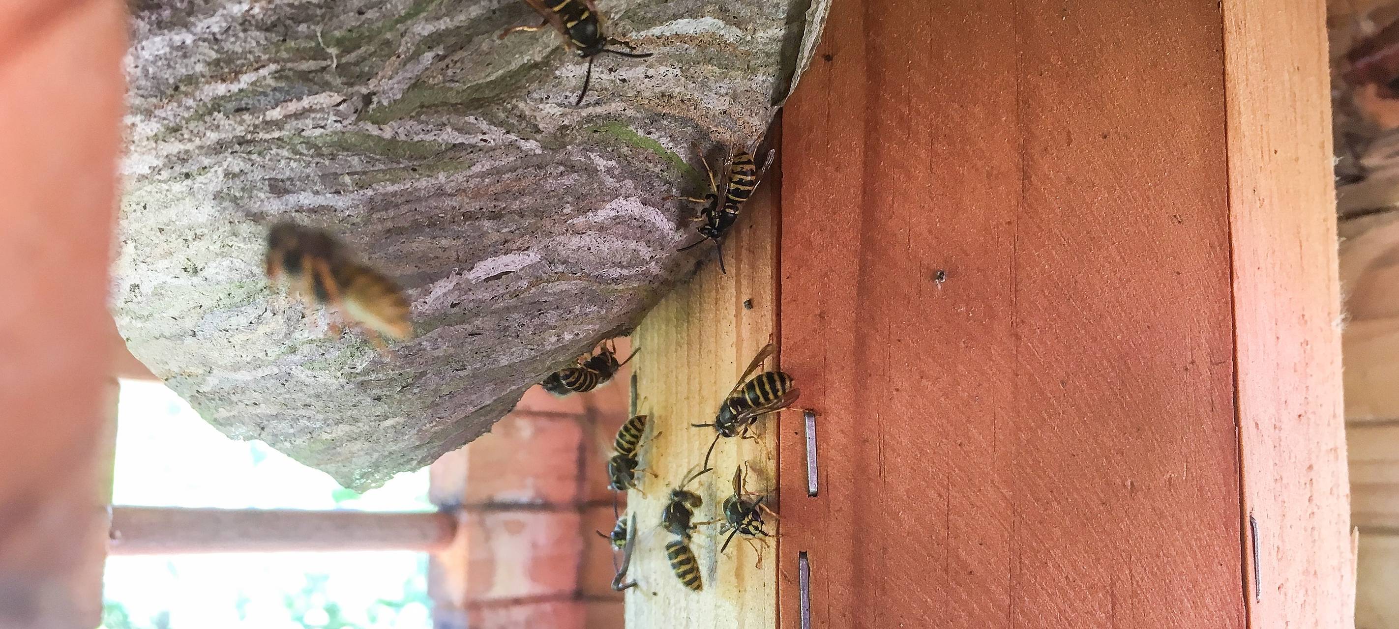 Ein Wespennest