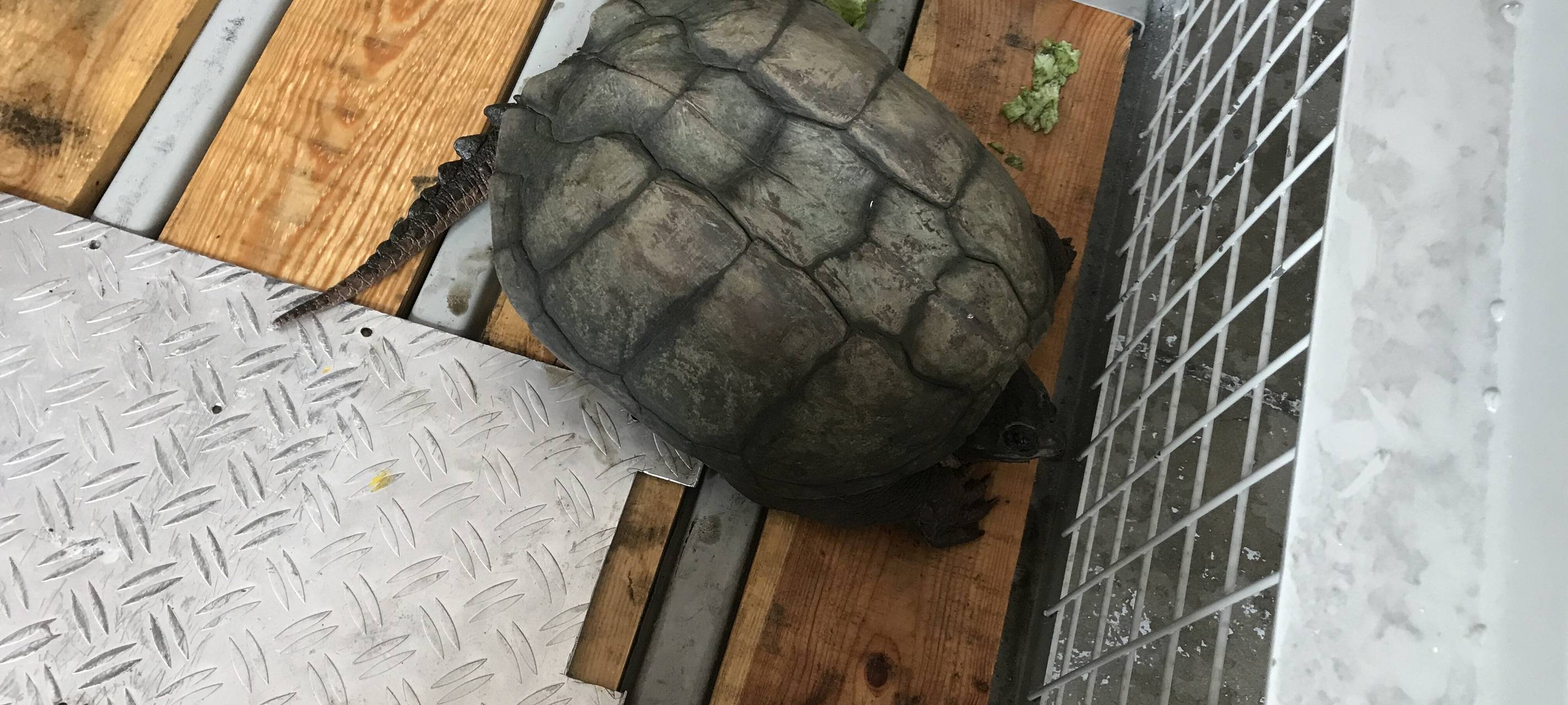 Eingefangene Schildkröte