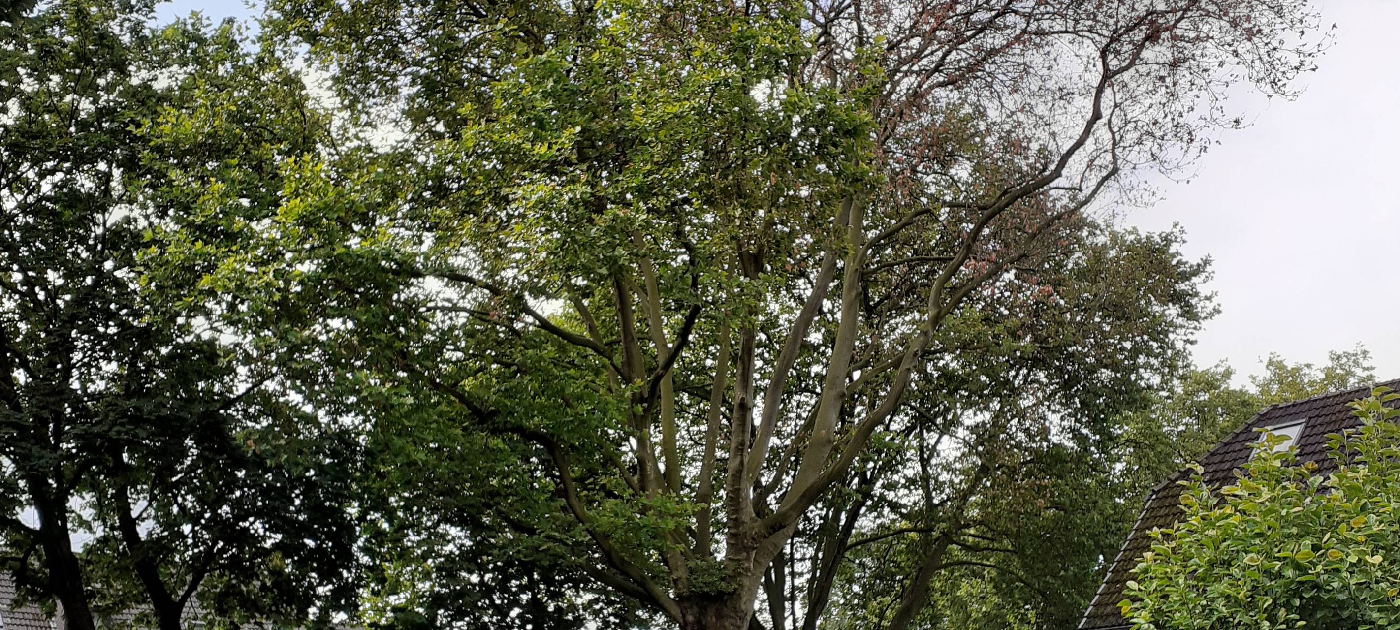 Beschädigte Platane auf der Ernststraße