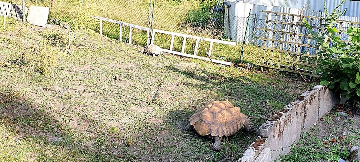 Schildkröten in einem Garten
