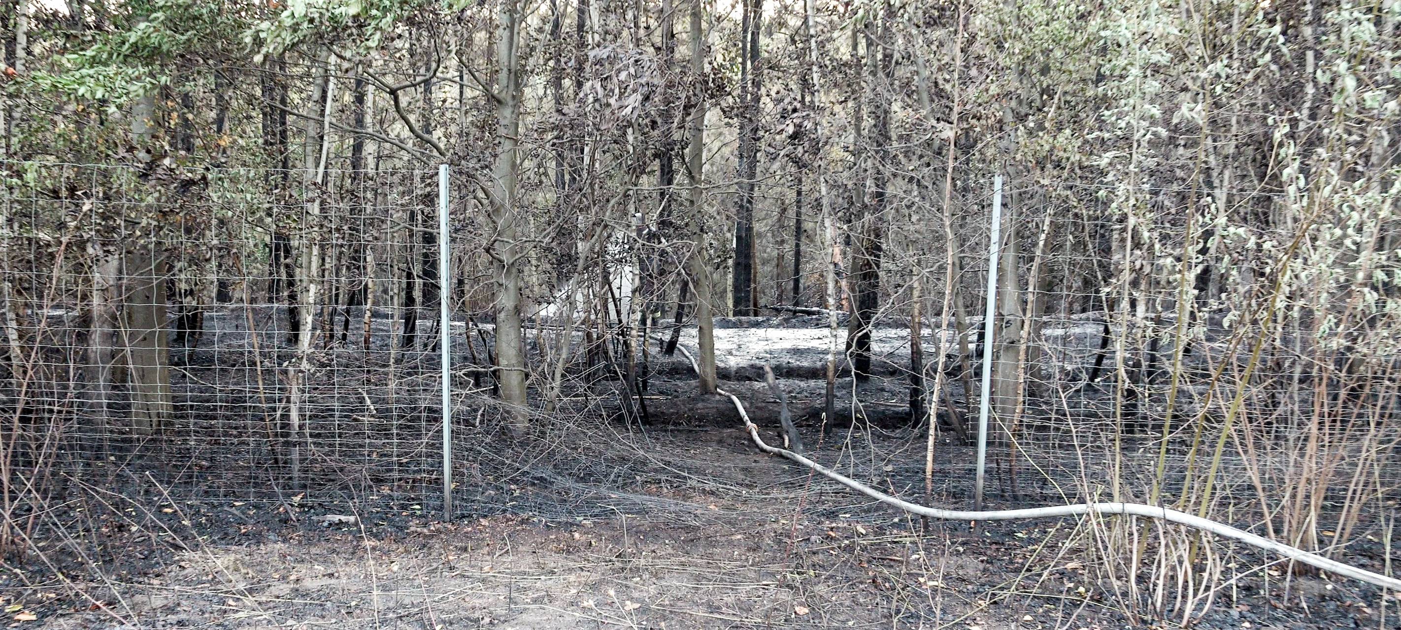Verbrannte Bäume an der A31 bei Dorsten