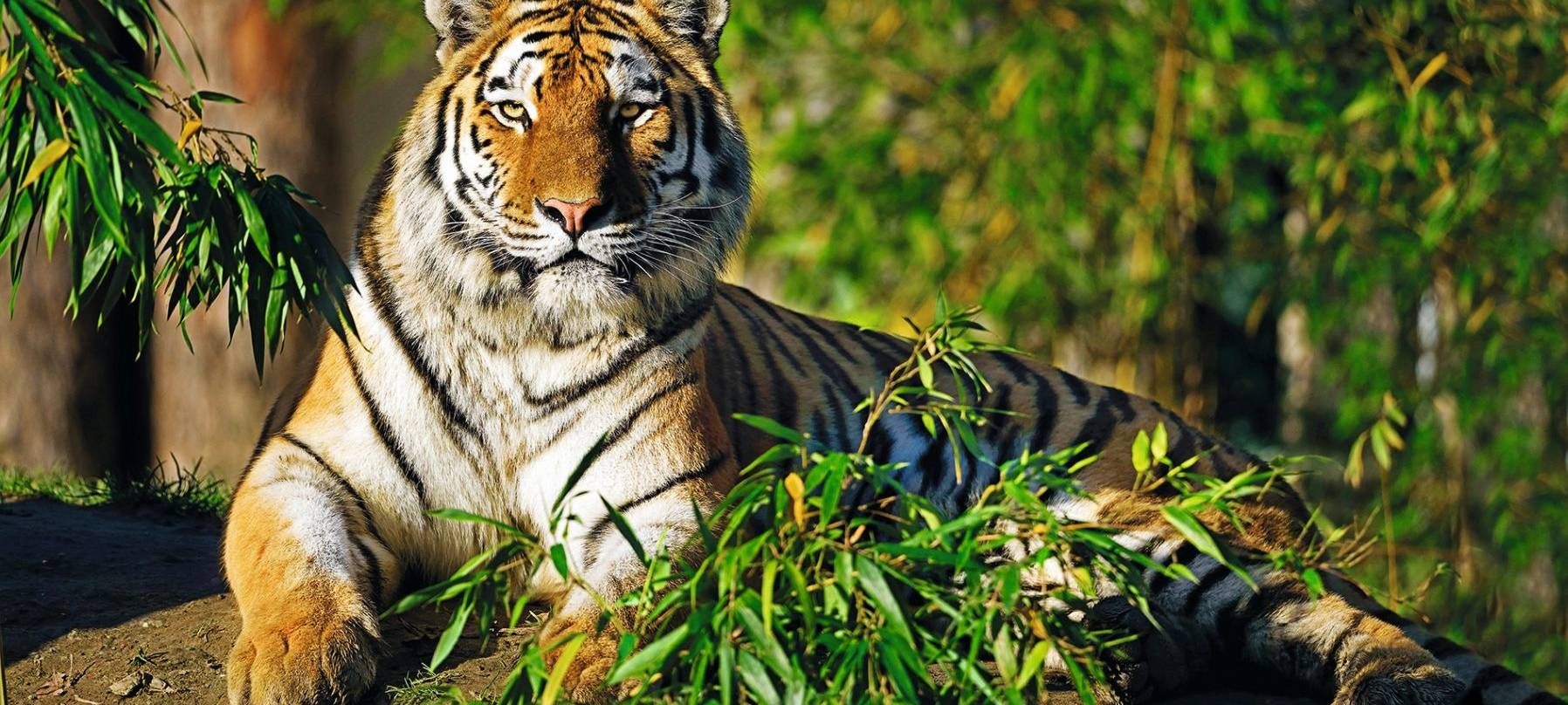 Tiger Manu in der Zoom Erlebniswelt