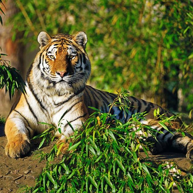 Tiger Manu in der Zoom Erlebniswelt