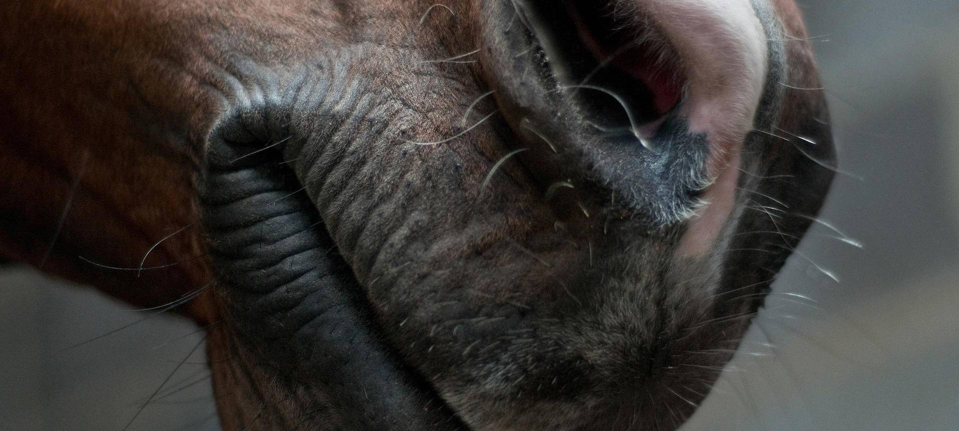 Tote Stute in Gelsenkirchen: Ermittlungen werden eingestellt