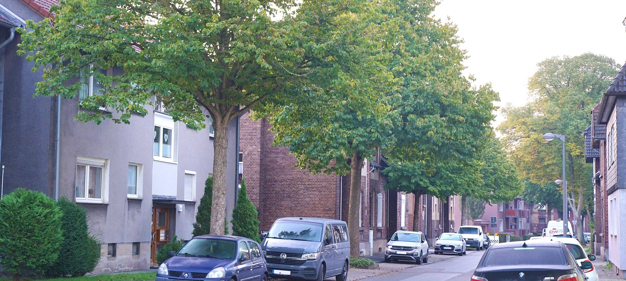 Kaputte Ulmen an der Germaniastraße in Bottrop