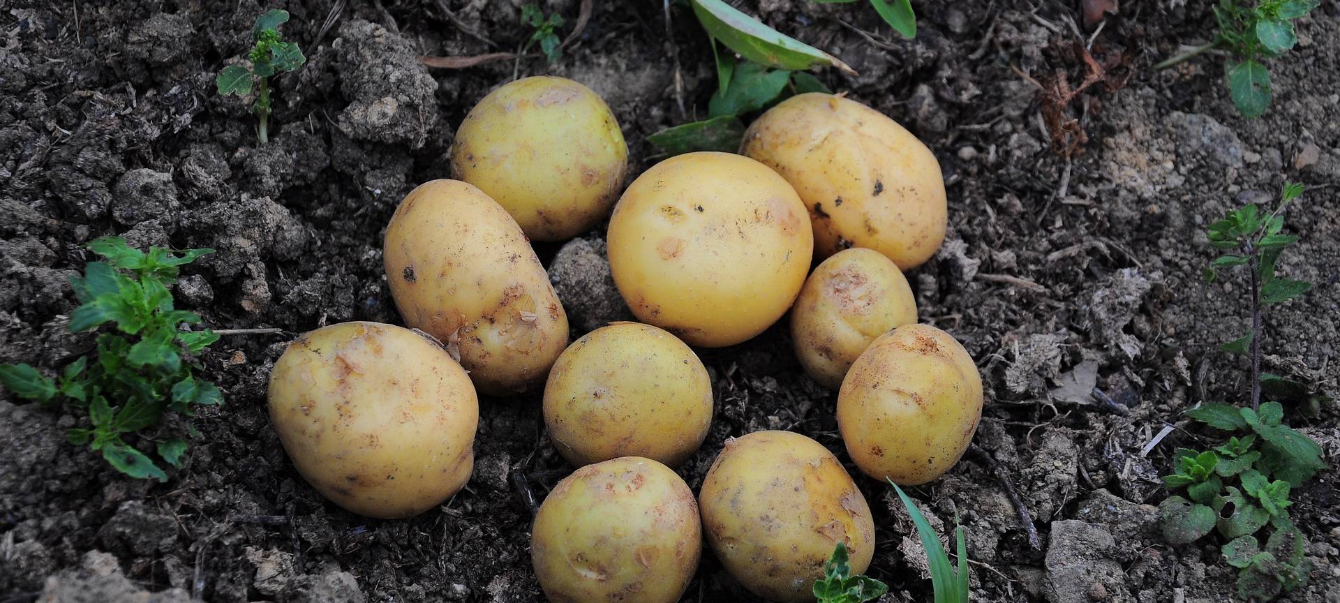 Kartoffeln auf dem Feld