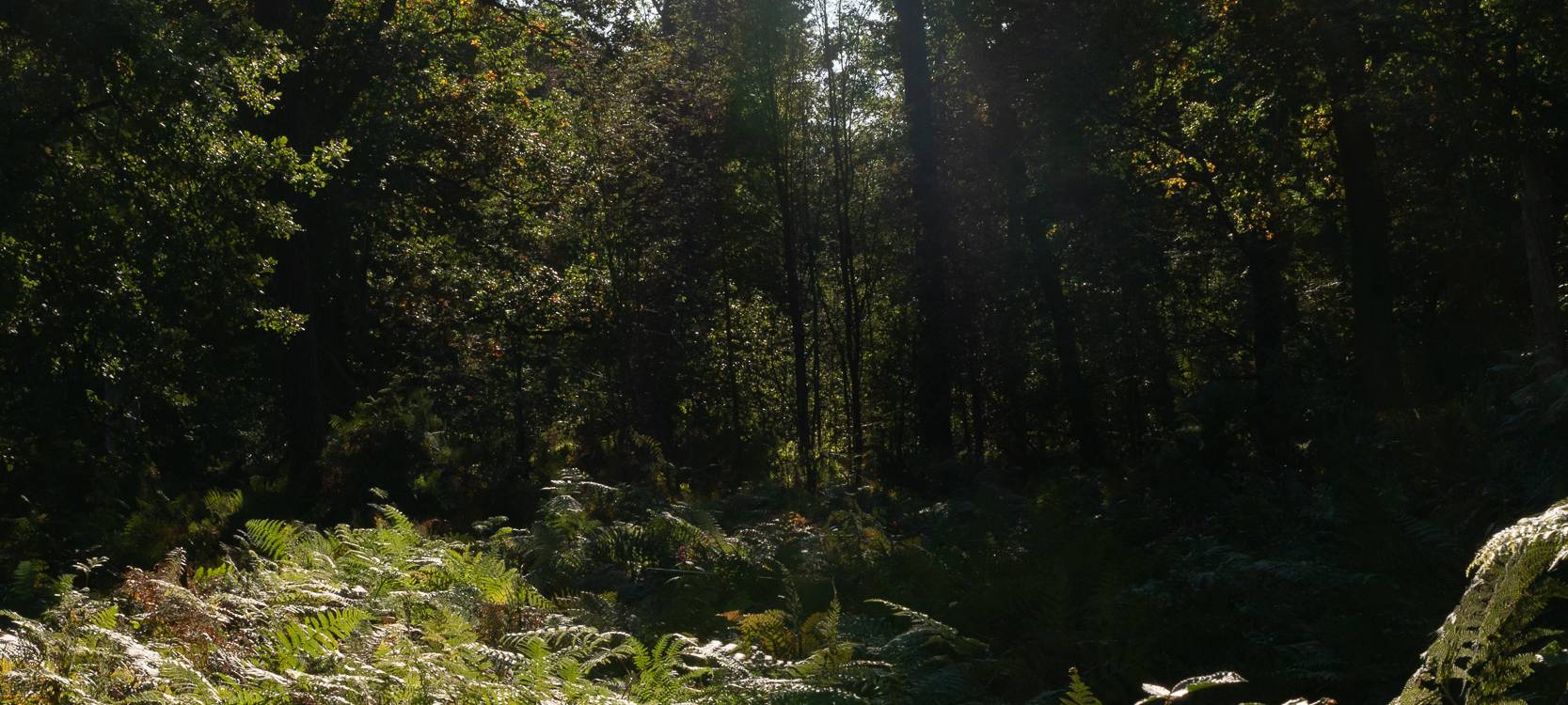 Wanderstrecken für den Herbst