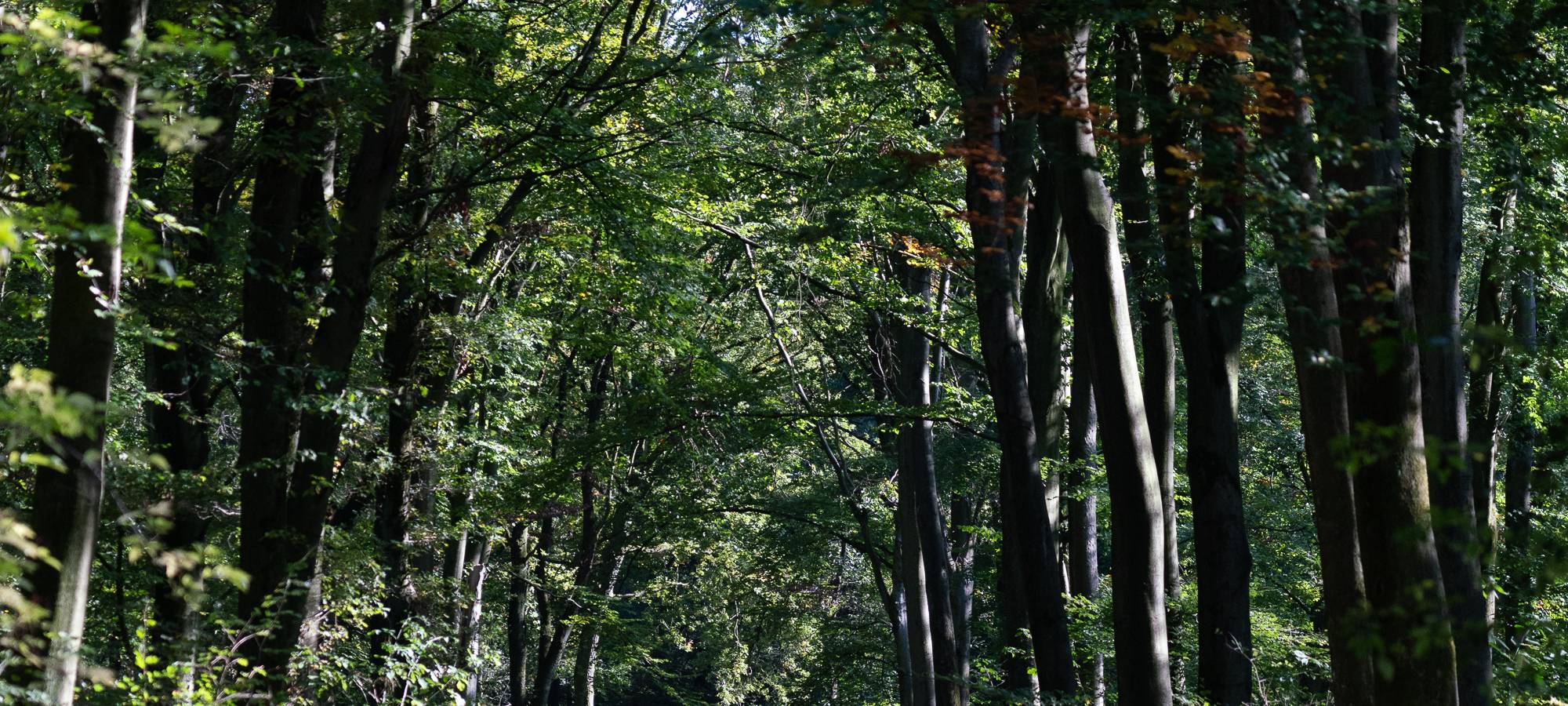Wanderstrecken für den Herbst