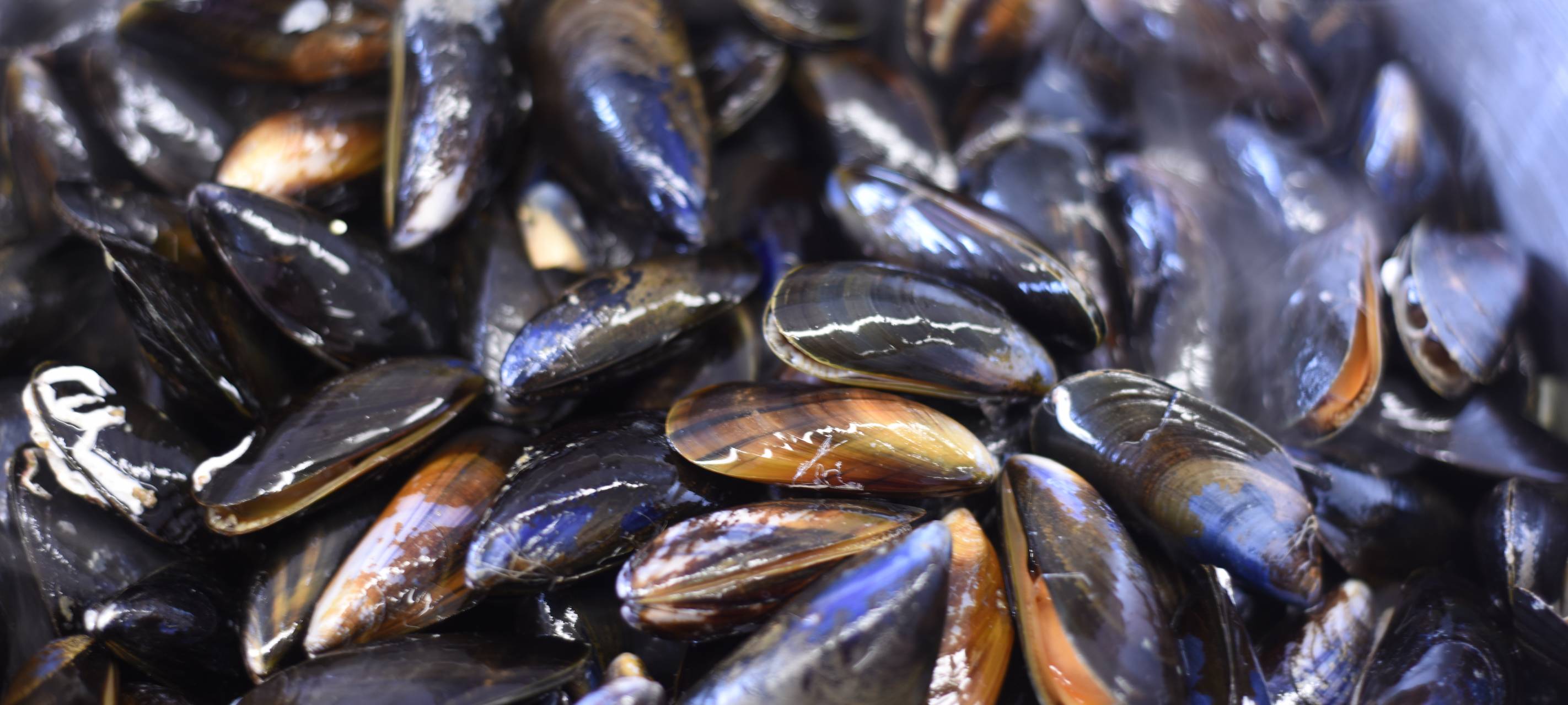Miesmuscheln in Tomatensugo mit luftgetrockneter Salami