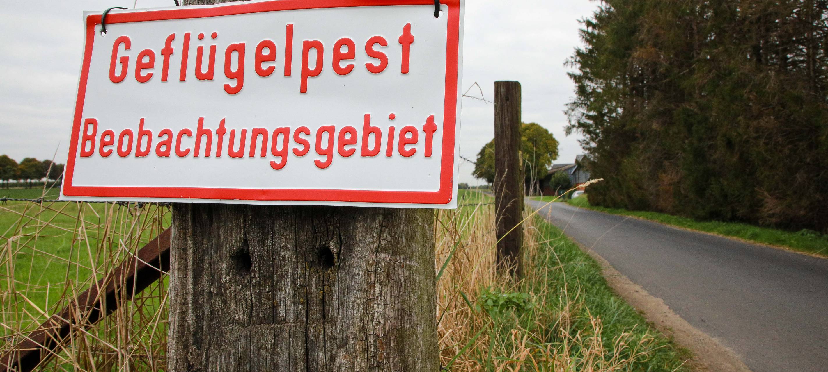 Test-Panne: 130 Hühner in Bottrop zu Unrecht getötet