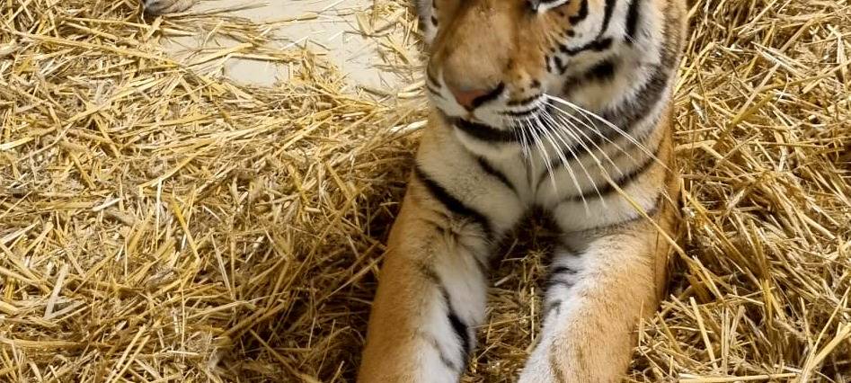 Die neue Tiger-Dame in der Zoom Erlebniswelt