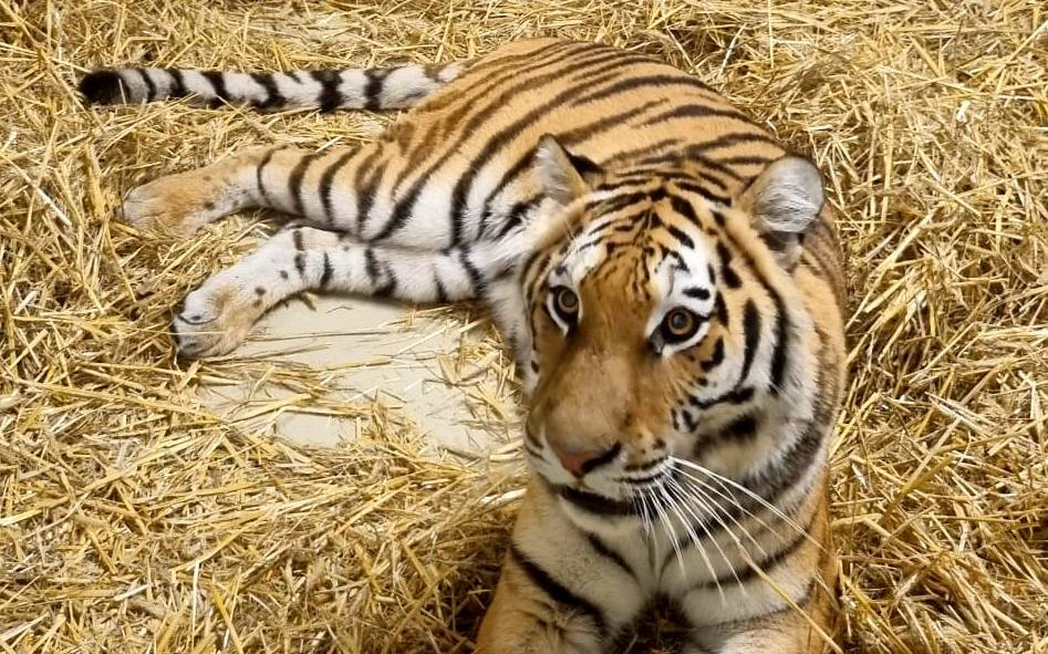 Die neue Tiger-Dame in der Zoom Erlebniswelt
