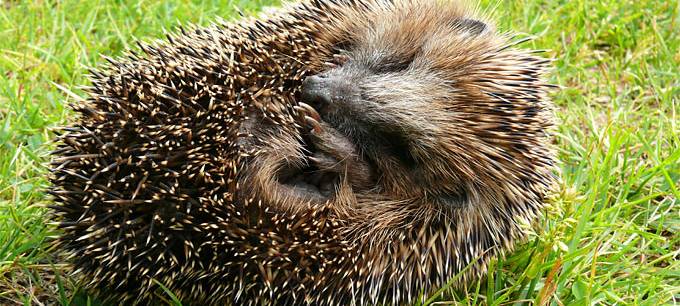 Tierquälerei: Igel in Gelsenkirchen angeschossen