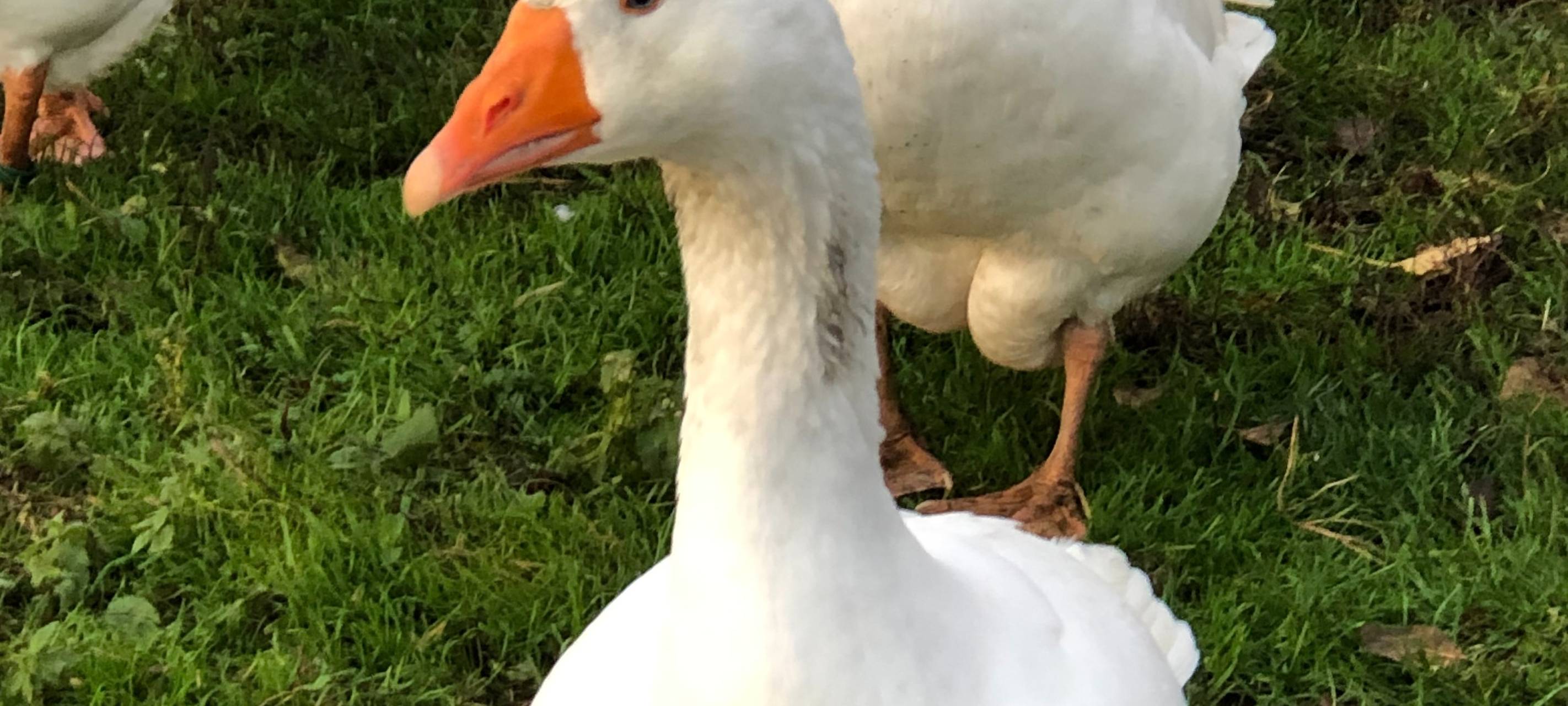 Vogelgrippe in Gelsenkirchen bestätigt