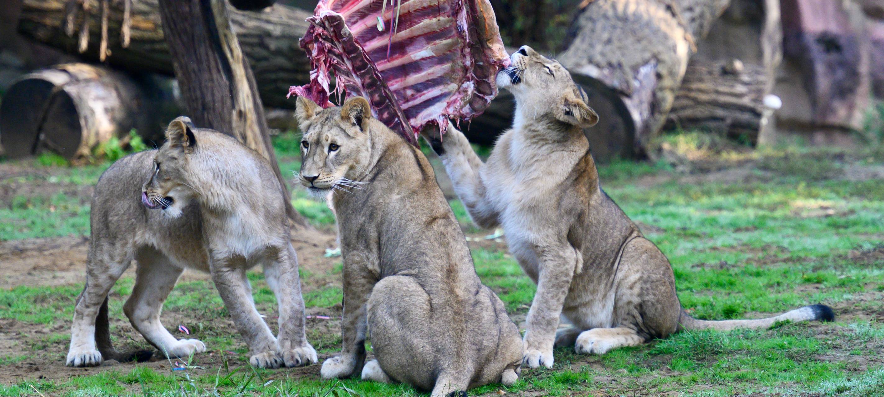 Die drei Junglöwinnen in ihrem Gehege