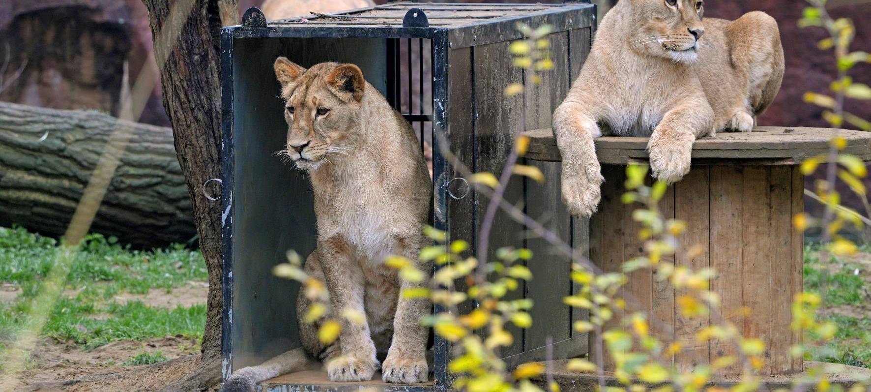Zoom Erlebniswelt ist beliebtester Zoo Deutschlands